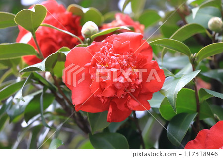 Bright red camellia with double blooms Nanbankou 117318946