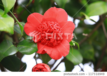 Bright red camellia with double blooms Nanbankou 117318949