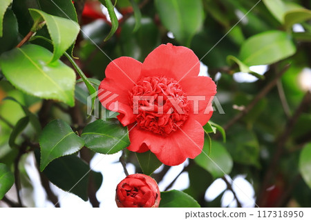 Bright red camellia with double blooms Nanbankou Bright red camellia with double blooms Nanbankou 117318950