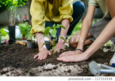 Close up of teacher and young schoolboy's hands planting vegetable seedling during outdoor sustainable education, lesson in forest school. Concept of experiential learning and ecoliteracy. 117319184