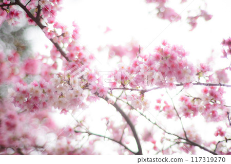櫻花 117319270