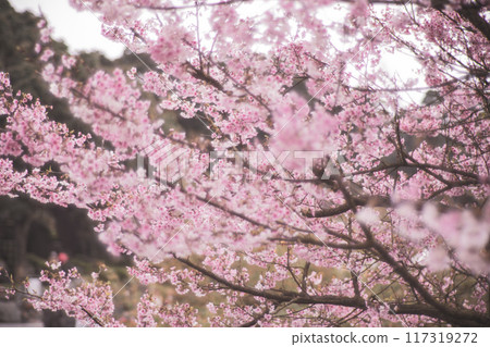 櫻花 117319272
