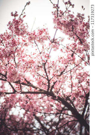 Cherry blossoms  117319273