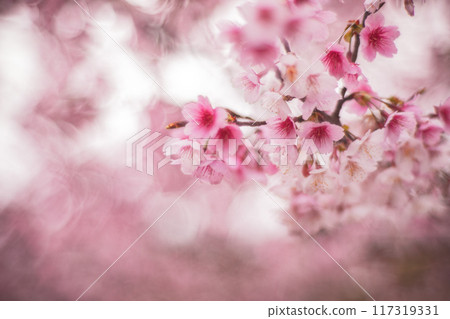 櫻花 117319331