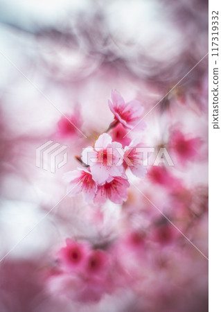 Cherry blossoms  117319332