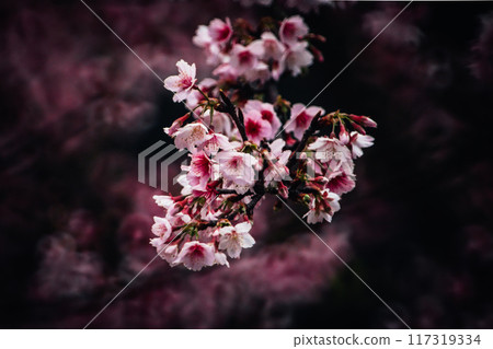 櫻花 117319334