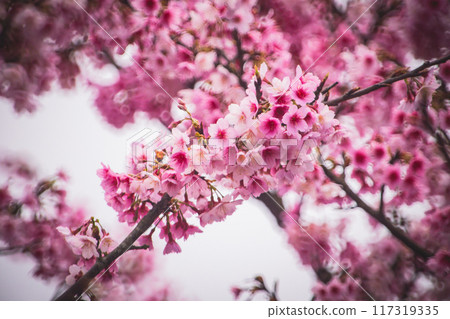 Cherry blossoms  117319335