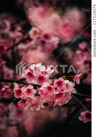 Cherry blossoms Cherry blossoms 117319374