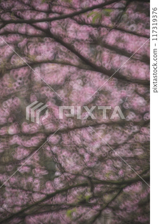 Cherry blossoms Cherry blossoms 117319376