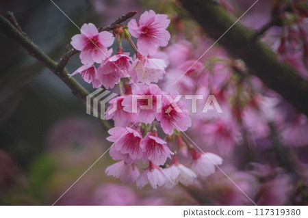 櫻花 櫻花 117319380