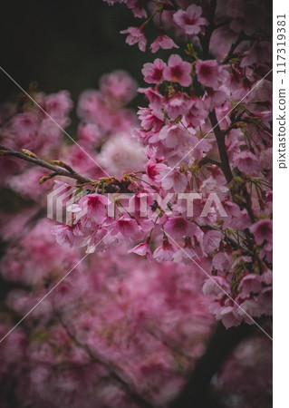櫻花 117319381
