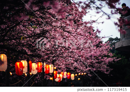 Cherry blossoms  117319415