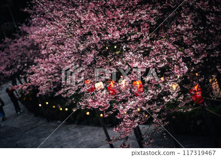 櫻花 117319467