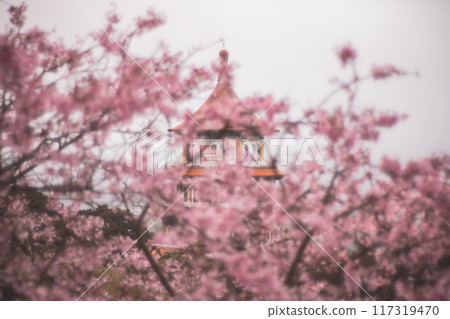櫻花 117319470