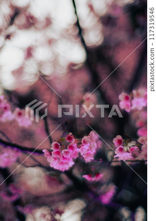 櫻花 117319546