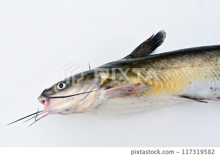 美洲鯰魚的輪廓，下顎有四根鬍鬚，背鰭多刺 117319582