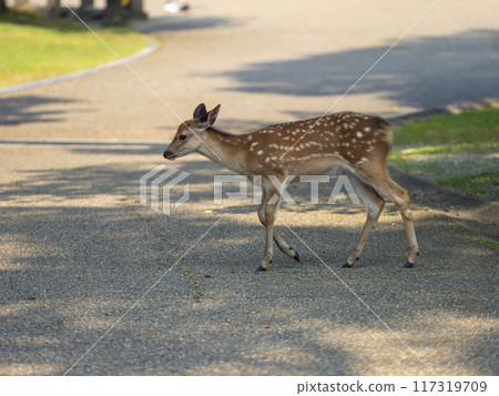 Cute fawn in Nara Park Cute fawn in Nara Park 117319709