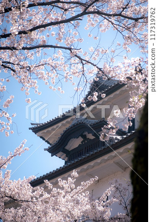 金澤城公園櫻花盛開 金澤城公園櫻花盛開 117319762
