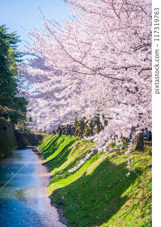 櫻花盛開,雪花飄落在護城河上 櫻花盛開,雪花飄落在護城河上 117319763