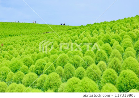 風景與綠色地膚 117319903