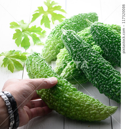 夏季蔬菜苦瓜 夏季蔬菜苦瓜 117320086