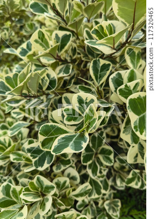 Vibrant green tapestry of grass, fern, and leaf textures Vibrant green tapestry of grass, fern, and leaf textures 117320465