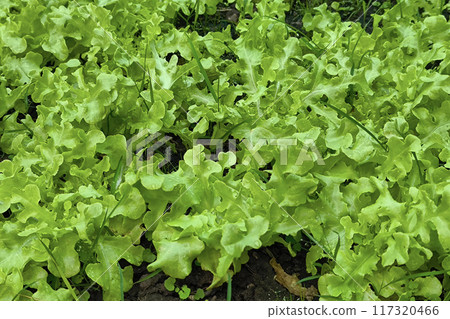 A lush bed of fresh green lettuce leaves in a vibrant garden 117320466