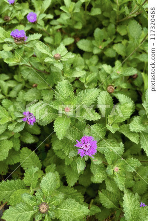 Vibrant blooms and foliage paint a picturesque garden scene 117320468