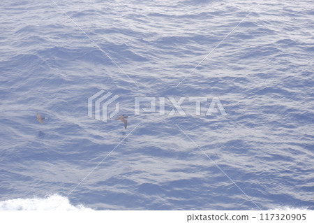 海面上飛翔的鳥兒 海面上飛翔的鳥兒 117320905