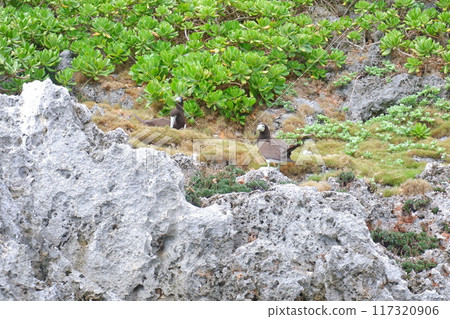 Birds of the South Island 117320906