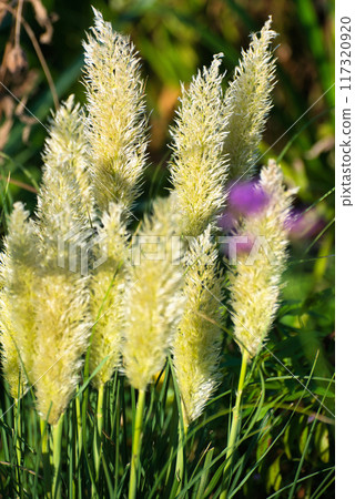 Mini Pampas Grass Flowering of Silver Phragmites 117320920
