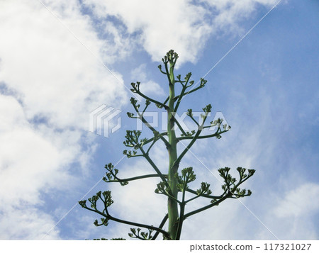 The top of the flower stalk of the blue agave in Kaminagaya, 20 days before flowering 117321027