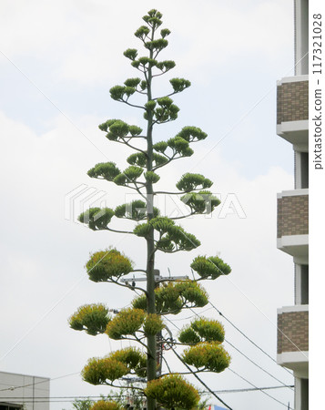 Agave japonica in Kaminagaya, 4 days after flowering Agave japonica in Kaminagaya, 4 days after flowering 117321028