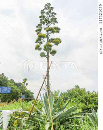 上長谷的藍色龍舌蘭開花後 4 天 117321029