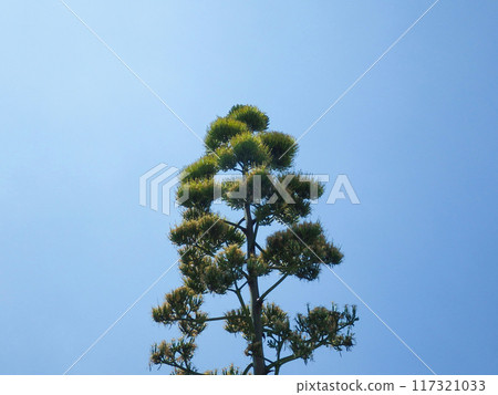 開花後18天的上長谷龍舌蘭花梗上部 117321033