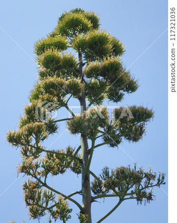 Top of the flower stalk of Kaminagaya's blue agave 18 days after flowering, vertical position 117321036