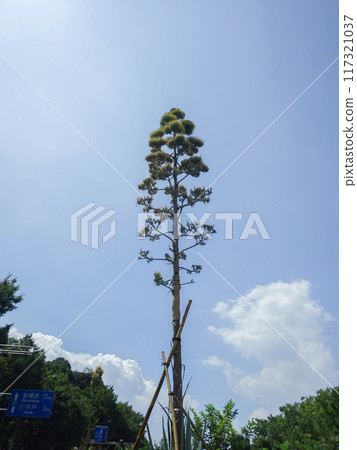上長谷的藍色龍舌蘭開花後 18 天 上長谷的藍色龍舌蘭開花後 18 天 117321037