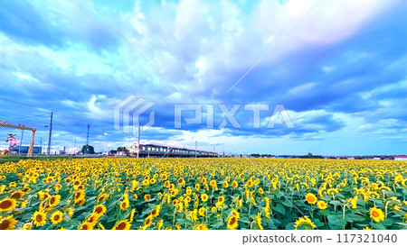 Sunflower fields near Royce Town Station, Hokkaido Sunflower fields near Royce Town Station, Hokkaido 117321040