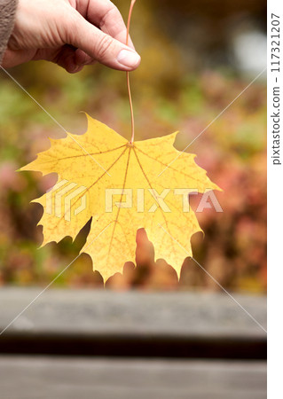 Close-up of hand gently holding bright yellow maple leaf with beautiful autumn colors in background 117321207