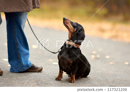 Miniature Dachshund Obediently Sitting on Autumn Road with Owner in Blue Jeans and Brown Shoes 117321208
