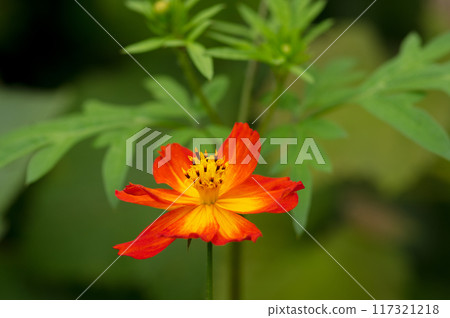 Cosmos Dance 117321218