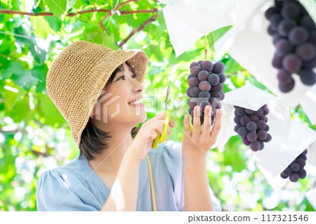 A woman picking grapes A woman picking fruit A woman picking grapes A woman picking fruit 117321546