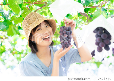 A woman picking grapes A woman picking fruit A woman picking grapes A woman picking fruit 117321549