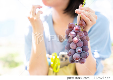 A woman picking grapes A woman picking fruit 117321556