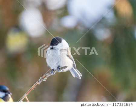 Cute bird the willow tit, song bird sitting on a branch without leaves in the winter. 117321654