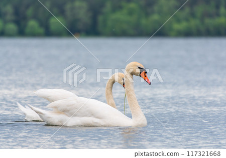 Mating games of a pair of white swans. Swans swimming on the water in nature. Valentine's Day background 117321668