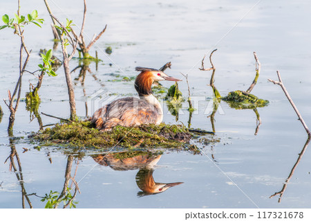 Great Crested Grebe, Podiceps cristatus, water bird sitting on the nest, nesting time on the green lake 117321678