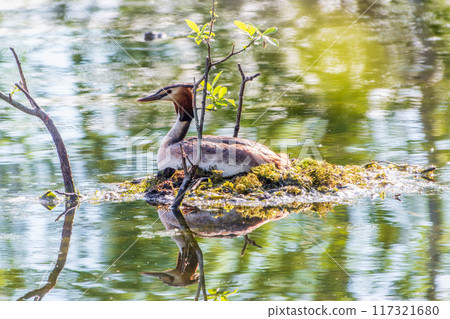 Great Crested Grebe, Podiceps cristatus, water bird sitting on the nest, nesting time on the green lake 117321680