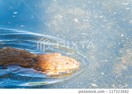 Muskrat, Ondatra zibethicuseats swiming at the surface of the lake water. Muskrat, Ondatra zibethicuseats swiming at the surface of the lake water. 117321682