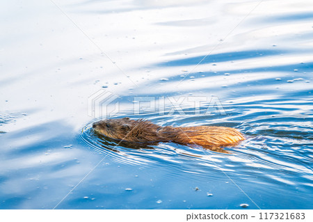 Muskrat, Ondatra zibethicuseats swiming at the surface of the lake water. Muskrat, Ondatra zibethicuseats swiming at the surface of the lake water. 117321683